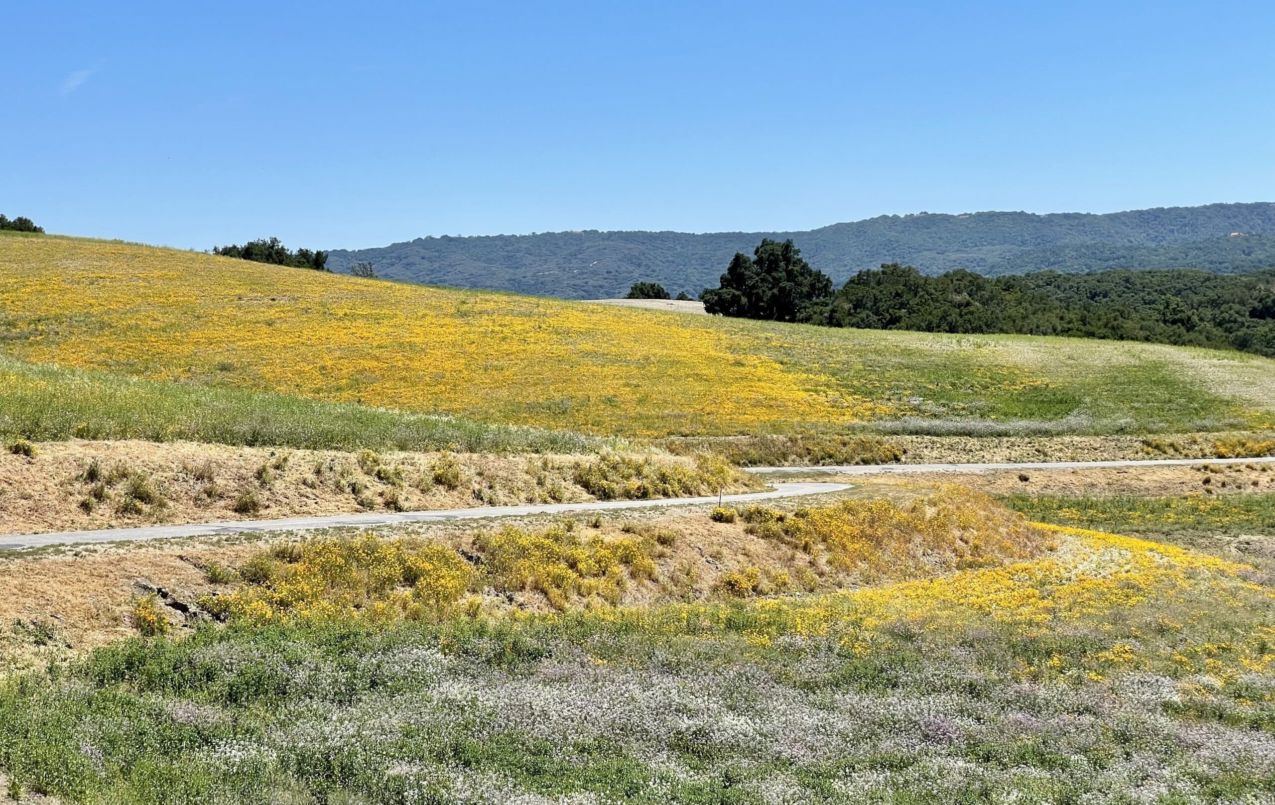 Rolling hills and wildflowers near Paso Robles wine country